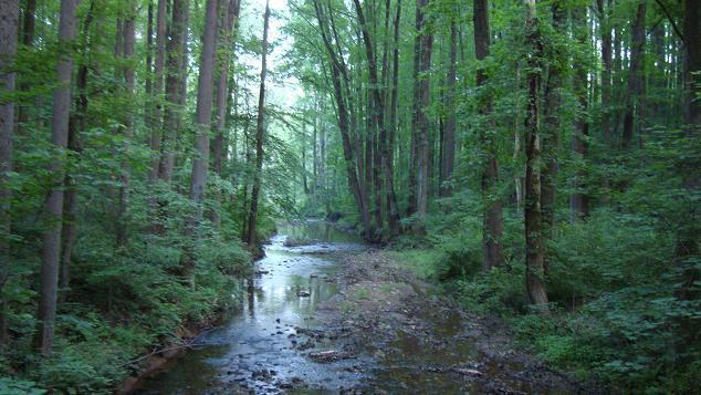 A serene forest scene featuring a winding creek surrounded by tall, lush green trees. Sunlight filters through the dense foliage, creating a peaceful atmosphere. The creek bed is lined with smooth stones and patches of greenery, enhancing the natural beauty of the wooded landscape. Middle Run Natural Area mountain bike trail.