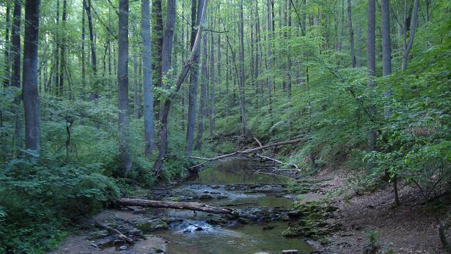 A tranquil forest scene featuring a small, flowing creek surrounded by tall trees and lush greenery. The creek is lined with rocks and fallen branches, with sunlight filtering through the leaves, creating a serene atmosphere in nature. Middle Run Natural Area mountain bike trail.