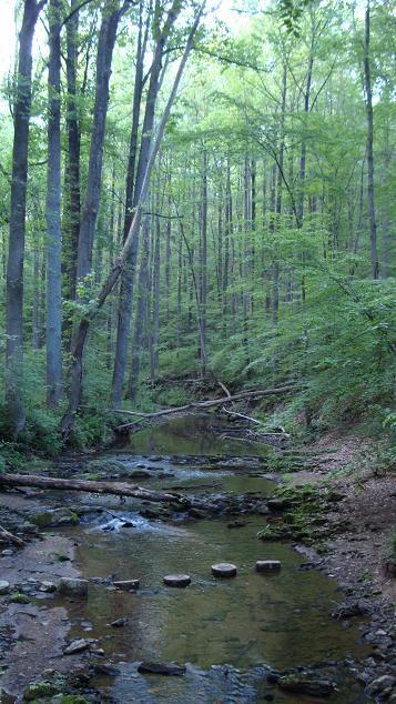 A serene forest landscape featuring a small, flowing brook surrounded by tall trees. Sunlight filters through the lush, green foliage, casting a tranquil ambiance. Smooth stones create a pathway across the water, and fallen branches are scattered along the creek's edge, highlighting the natural beauty of the setting. Middle Run Natural Area mountain bike trail.