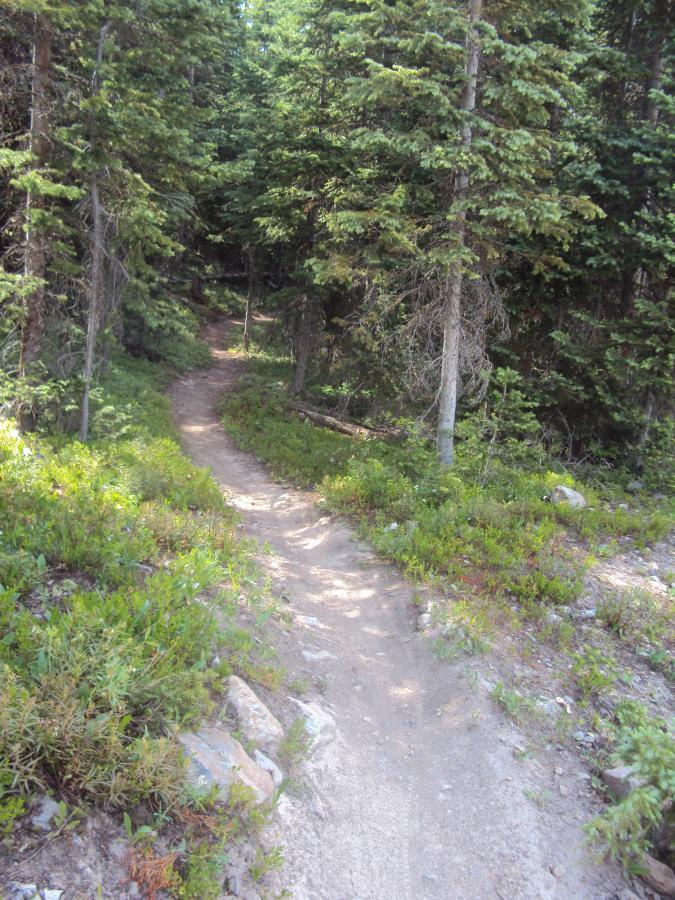 A winding dirt trail surrounded by tall green trees and underbrush, leading deeper into a forested area. Cross Mountain Trail mountain bike trail.
