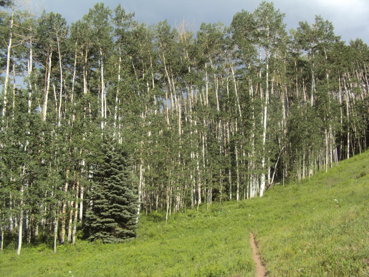 A scenic view of a forest featuring a dense stand of tall aspen trees on one side, with a patch of green grass and a solitary evergreen tree in the foreground. A winding dirt path leads through the grassy area, inviting exploration. The sky is partly cloudy, suggesting a serene and natural environment. Government Trail mountain bike trail.