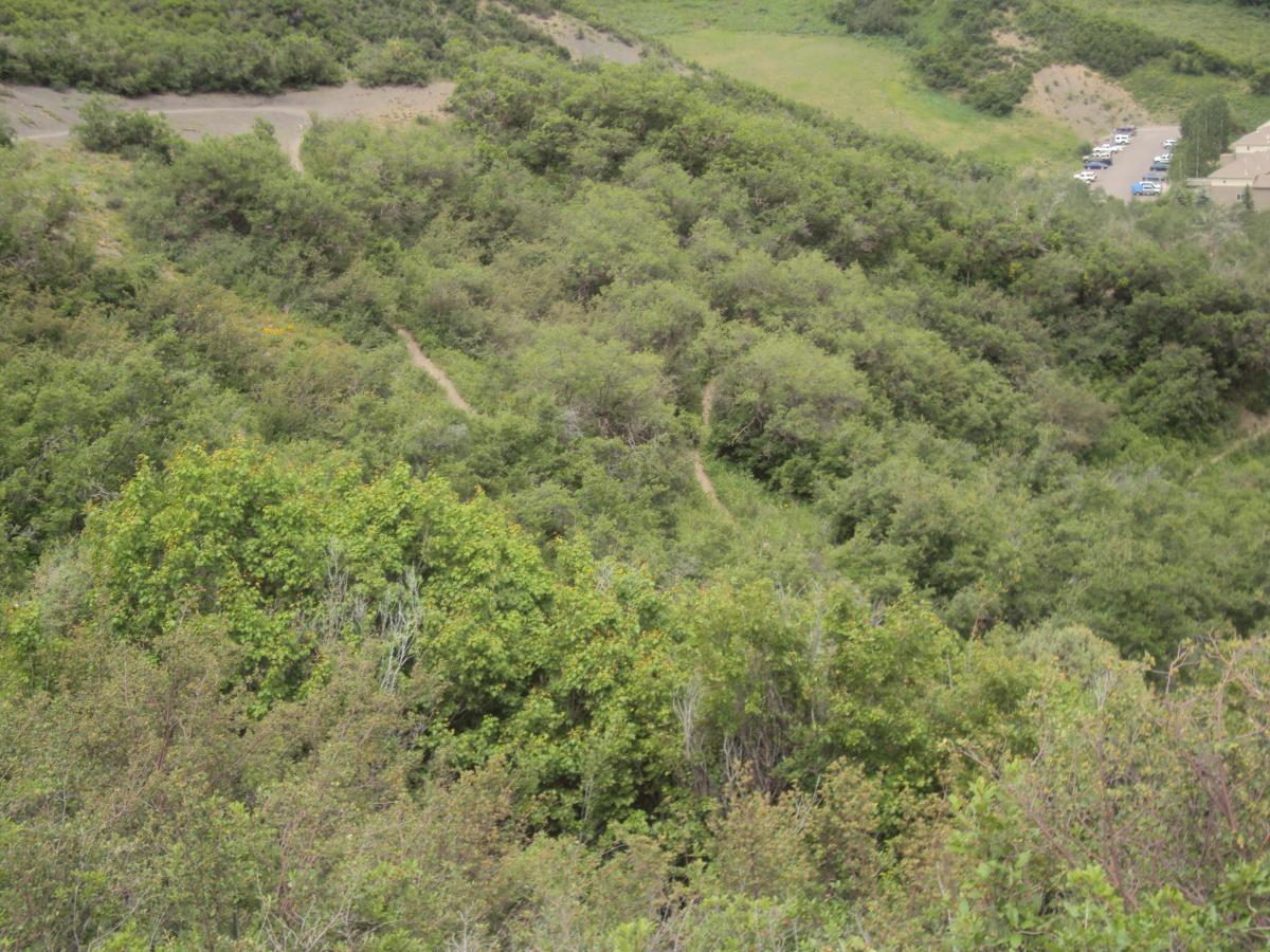 A lush green landscape with dense vegetation, featuring winding trails throughout. In the background, there are grassy slopes and a parking area with several vehicles. The scene captures a natural, outdoor setting surrounded by hills and foliage. Rim Trail mountain bike trail.