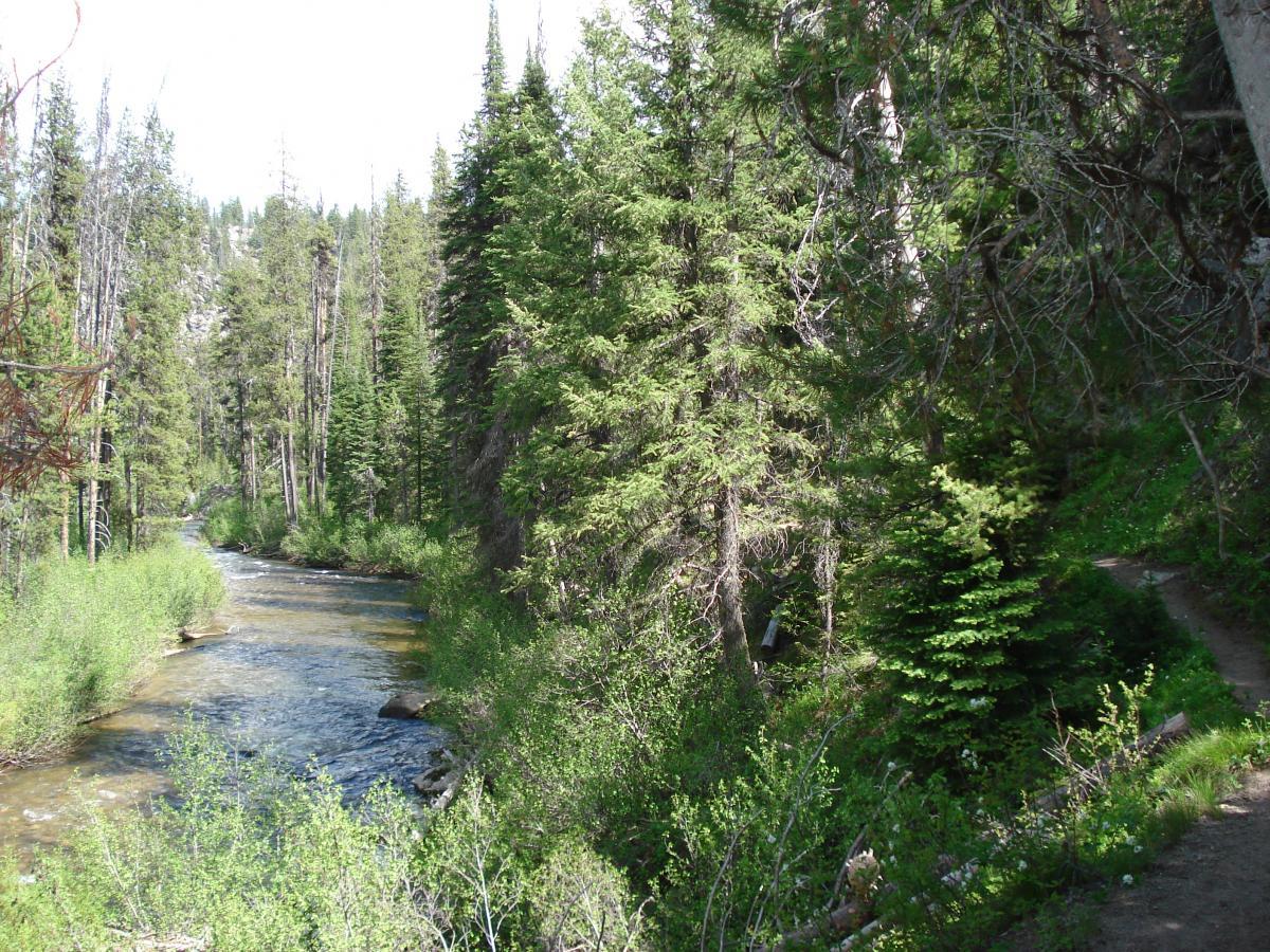 A serene forest scene featuring a winding river surrounded by lush green trees. The sunlight filters through the foliage, highlighting the natural beauty of the landscape. A path runs alongside the river, inviting exploration and connection with nature. Crooked River mountain bike trail.