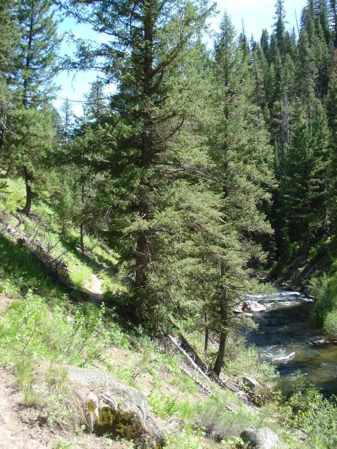 A peaceful landscape featuring a winding path alongside a flowing river, bordered by lush green grass and dense evergreen trees under a clear blue sky. The scene captures the tranquility of nature with sunlight filtering through the foliage. Crooked River mountain bike trail.