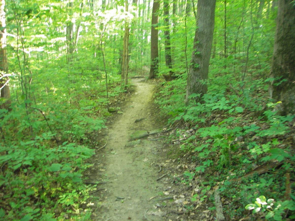 A winding dirt path through a lush green forest, surrounded by tall trees and vibrant foliage. Sunlight filters through the leaves, creating a serene and inviting atmosphere. West Branch mountain bike trail.