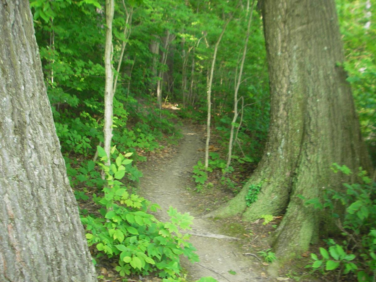 Alt text: A narrow dirt pathway winds through a dense forest, surrounded by tall trees and vibrant green foliage. The scene captures the tranquility of nature. West Branch mountain bike trail.