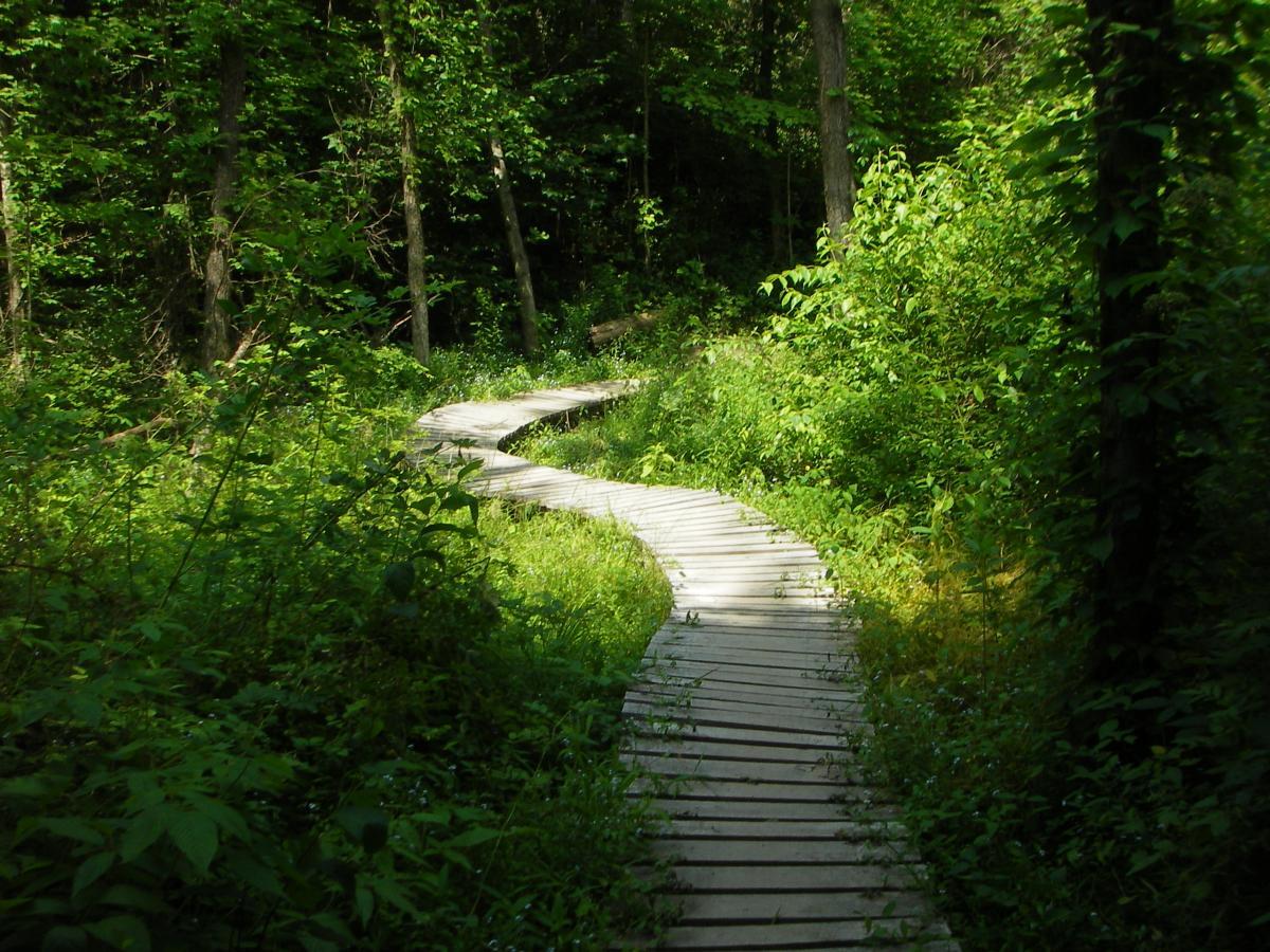A winding wooden pathway through a lush green forest, surrounded by dense foliage and trees. The path curves gently, inviting exploration into the serene natural setting. West Branch mountain bike trail.