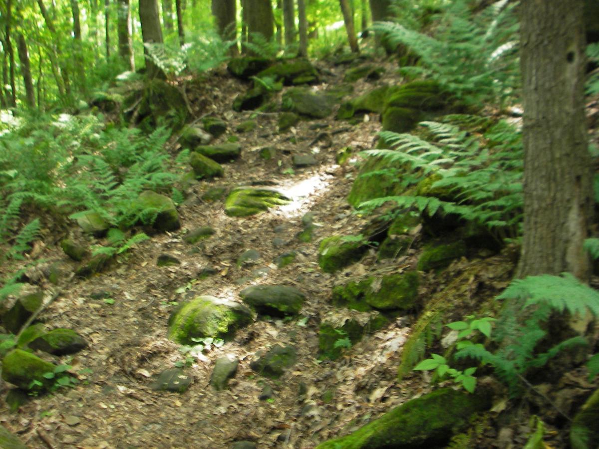 A narrow forest trail winding through lush greenery, with moss-covered rocks and ferns lining the path. Sunlight filters through the trees, illuminating portions of the ground. West Branch mountain bike trail.