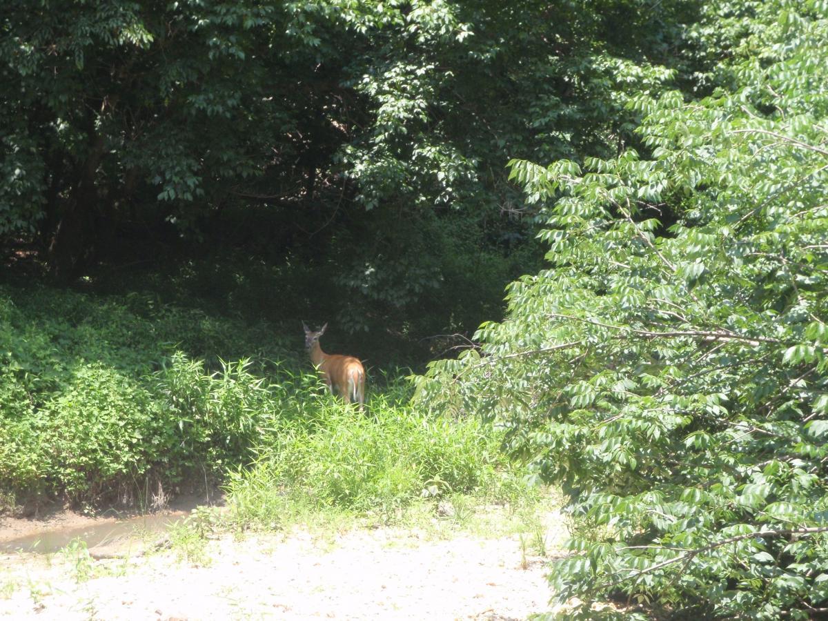 A deer standing amidst dense green vegetation near a stream, with trees providing a shaded backdrop. Wakefield mountain bike trail.