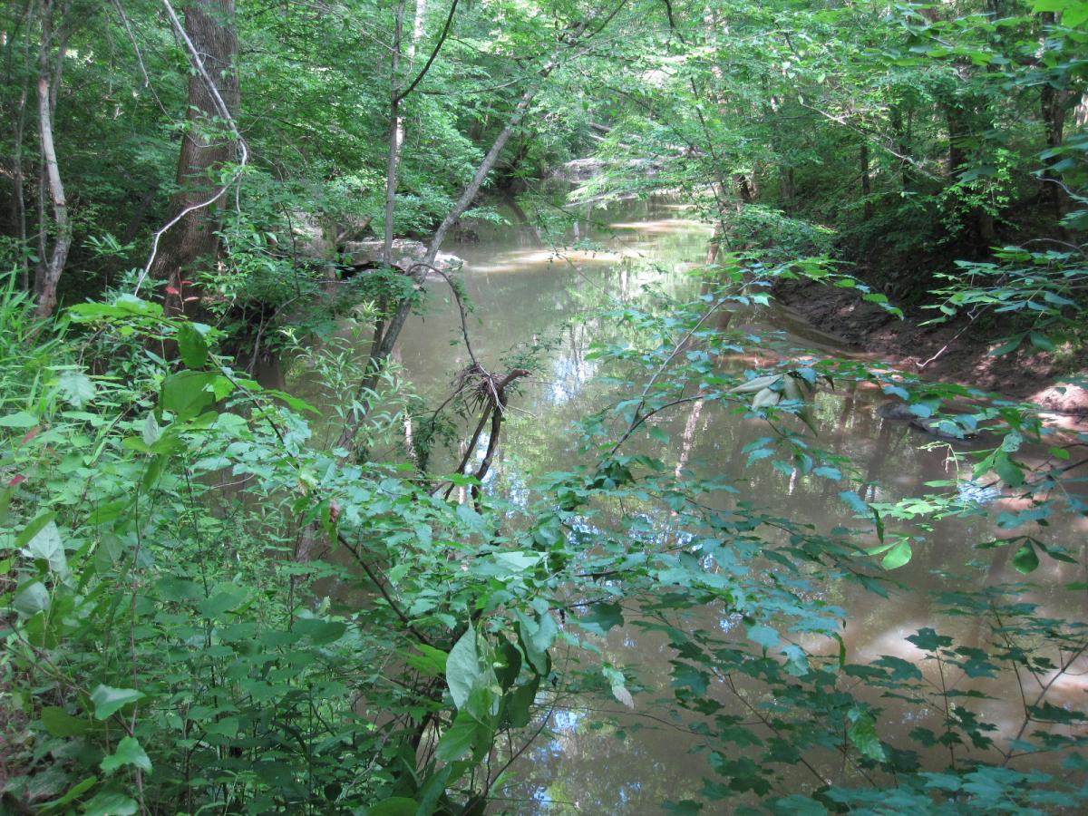 A tranquil scene of a creek winding through a dense forest, surrounded by lush green foliage. The water is murky and reflects the greenery above, with trees and plants framing the view on either side. Anne Springs Close Greenway mountain bike trail.