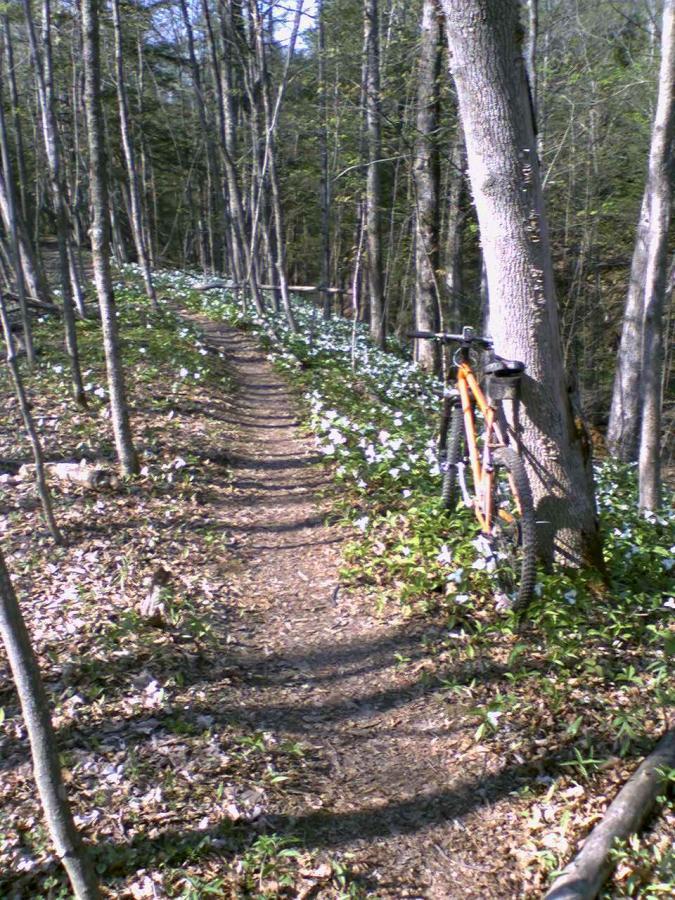 A narrow dirt trail winding through a forest, lined with green foliage and white flowers. An orange mountain bike is leaning against a tree on the side of the path. Sunlight filters through the trees, creating a serene outdoor atmosphere. Sherrillbrook Park mountain bike trail.