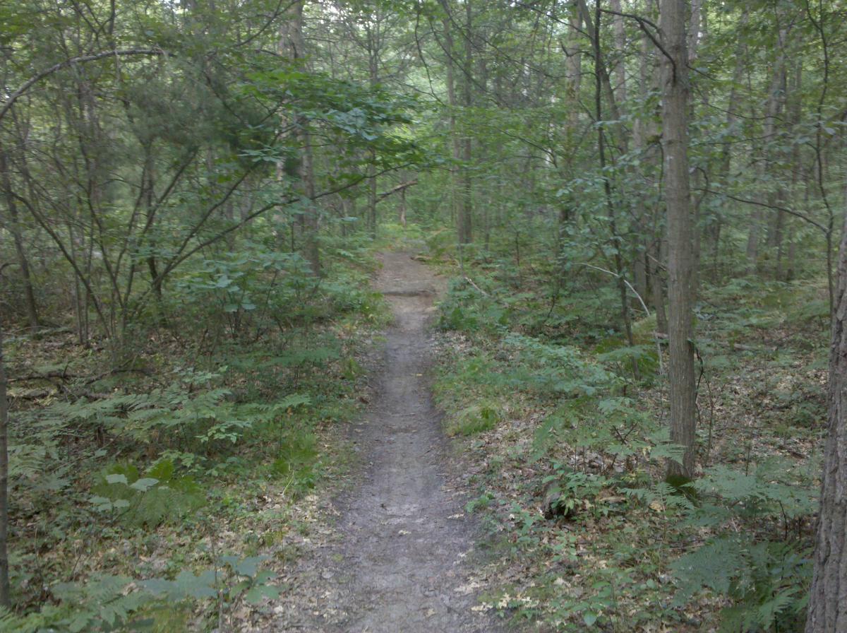A winding dirt path through a lush green forest, surrounded by trees and dense underbrush. The sunlight filters through the leaves, creating a peaceful and natural ambiance. Midland City Forest mountain bike trail.