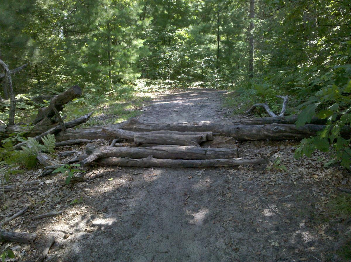 A dirt path in a wooded area, partially obstructed by fallen logs. Surrounding the path are green ferns and trees, creating a natural forest setting. Sunlight filters through the leaves, casting dappled shadows on the ground. Midland City Forest mountain bike trail.