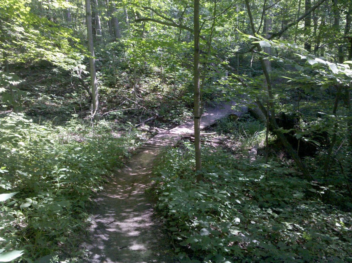 A narrow dirt path winding through a dense, green forest filled with trees and underbrush. Sunlight filters through the leaves, creating a dappled light effect on the trail. A small wooden bridge can be seen crossing a small stream in the background. Midland City Forest mountain bike trail.