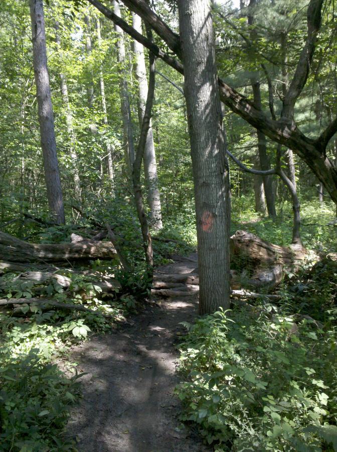 A wooded trail with sunlight filtering through the trees, featuring a dirt path that winds through lush greenery. There are tall trees on either side, some fallen logs, and a marked tree indicating the direction of the trail. Midland City Forest mountain bike trail.