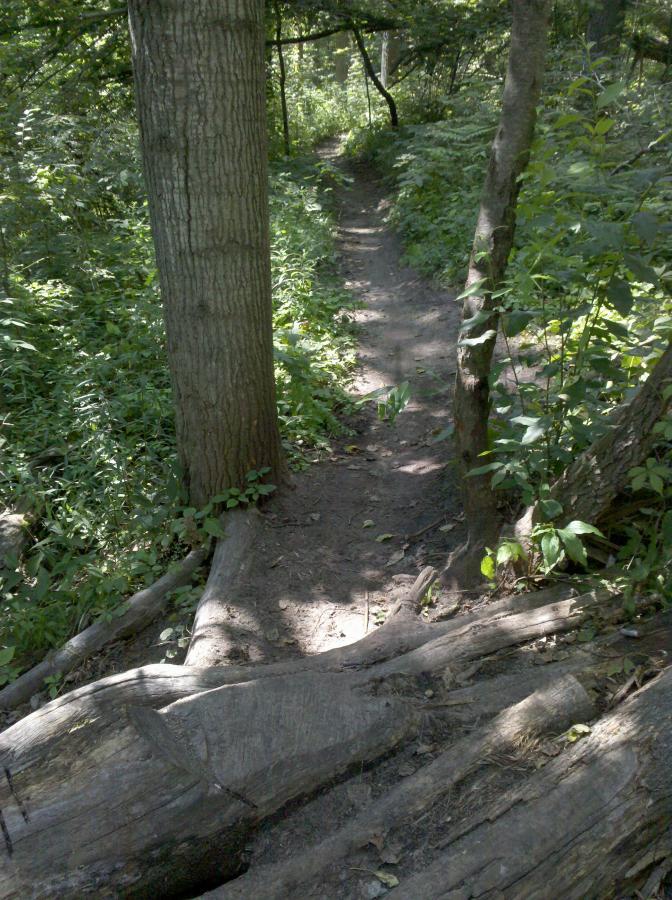 A narrow dirt trail winding through a lush green forest, flanked by tall trees and vibrant foliage. Sunlight filters through the leaves, creating dappled shadows on the ground, while exposed roots and a wooden log add texture to the path. Midland City Forest mountain bike trail.