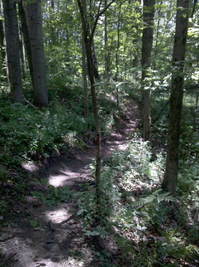 A narrow dirt trail winding through a lush green forest, surrounded by tall trees and dense underbrush. Sunlight filters through the leaves, creating a dappled light effect on the path. Midland City Forest mountain bike trail.