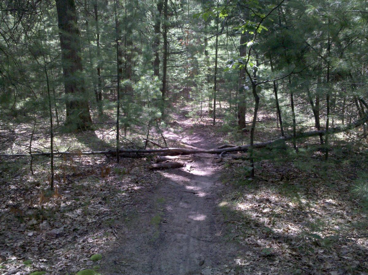 A narrow dirt path winding through a dense forest, partially shaded by tall trees. A fallen log crosses the trail, with scattered leaves and underbrush visible on the ground. The sunlight filters through the branches, creating a dappled light effect on the path. Midland City Forest mountain bike trail.