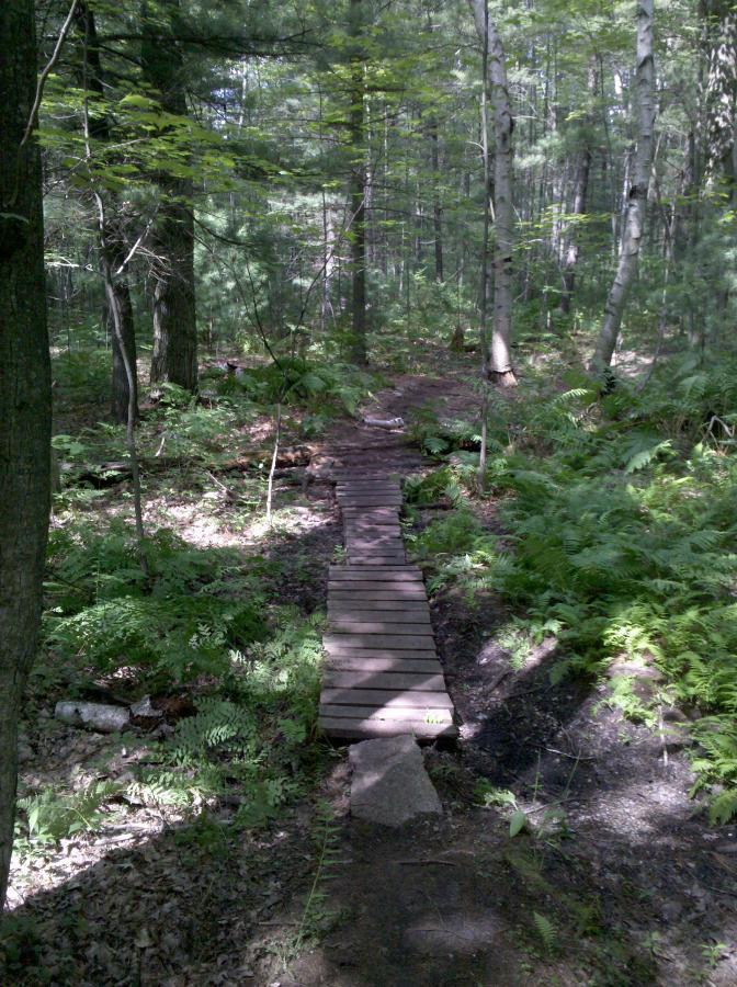 A wooden footbridge stretches across a path in a dense forest, surrounded by greenery, ferns, and trees. Sunlight filters through the leaves, creating a serene and inviting atmosphere for outdoor exploration. Midland City Forest mountain bike trail.