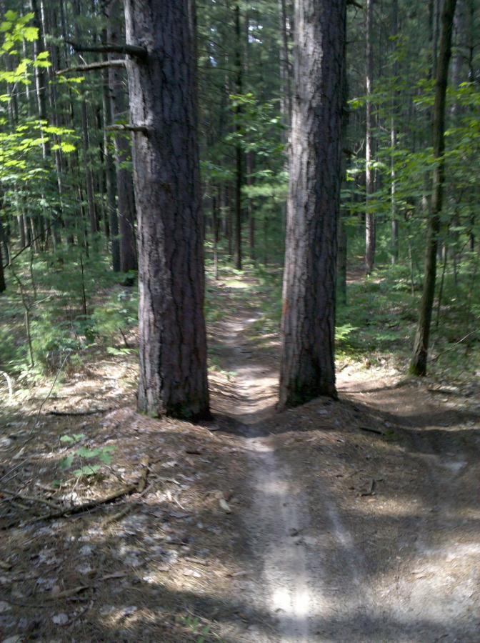 A forest trail splits between two tall trees, surrounded by lush green foliage and underbrush, creating a serene natural pathway. Sunlight filters through the trees, casting gentle shadows on the ground. Midland City Forest mountain bike trail.