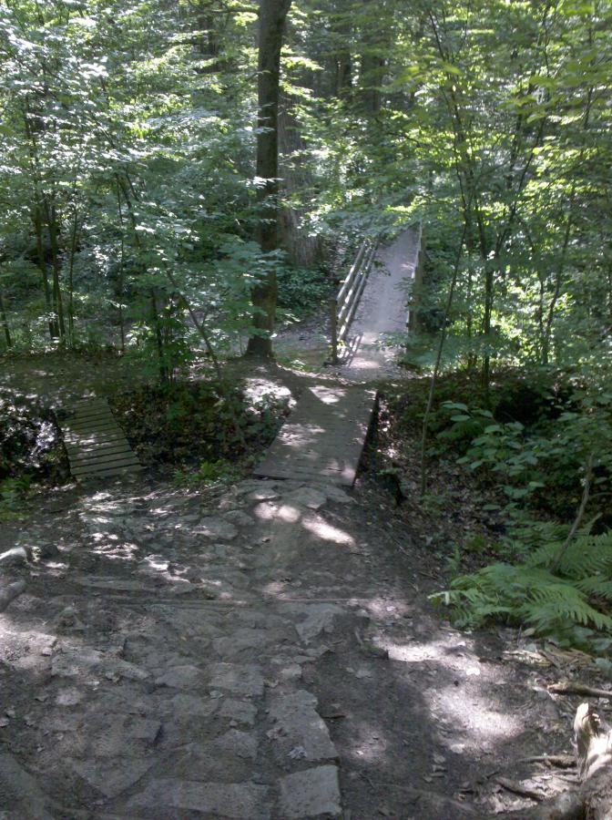 A forest path leading down a slope, with wooden bridges crossing a small ravine. Lush green trees surround the area, creating a serene and natural environment. Sunlight filters through the leaves, casting dappled shadows on the ground. Midland City Forest mountain bike trail.