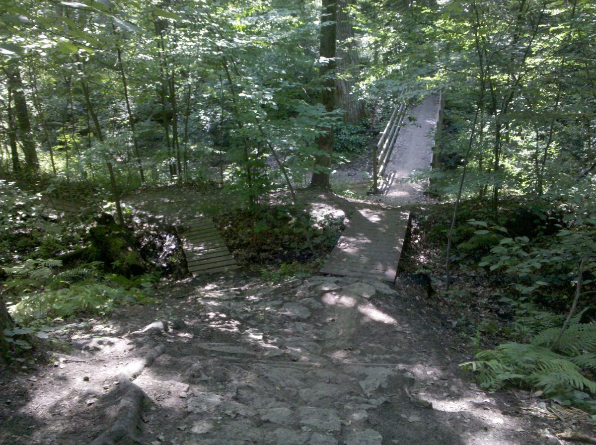 A forest scene showing a rocky pathway leading downhill, with wooden bridges crossing a small ravine at the bottom. Lush green vegetation surrounds the area, including trees and ferns, and dappled sunlight filters through the leaves. Midland City Forest mountain bike trail.