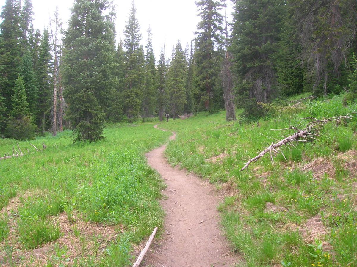 A dirt path winding through a lush green meadow, surrounded by tall coniferous trees. The scene is peaceful and natural, with patches of grass and a few fallen branches along the edges of the trail. Trail 401 mountain bike trail.