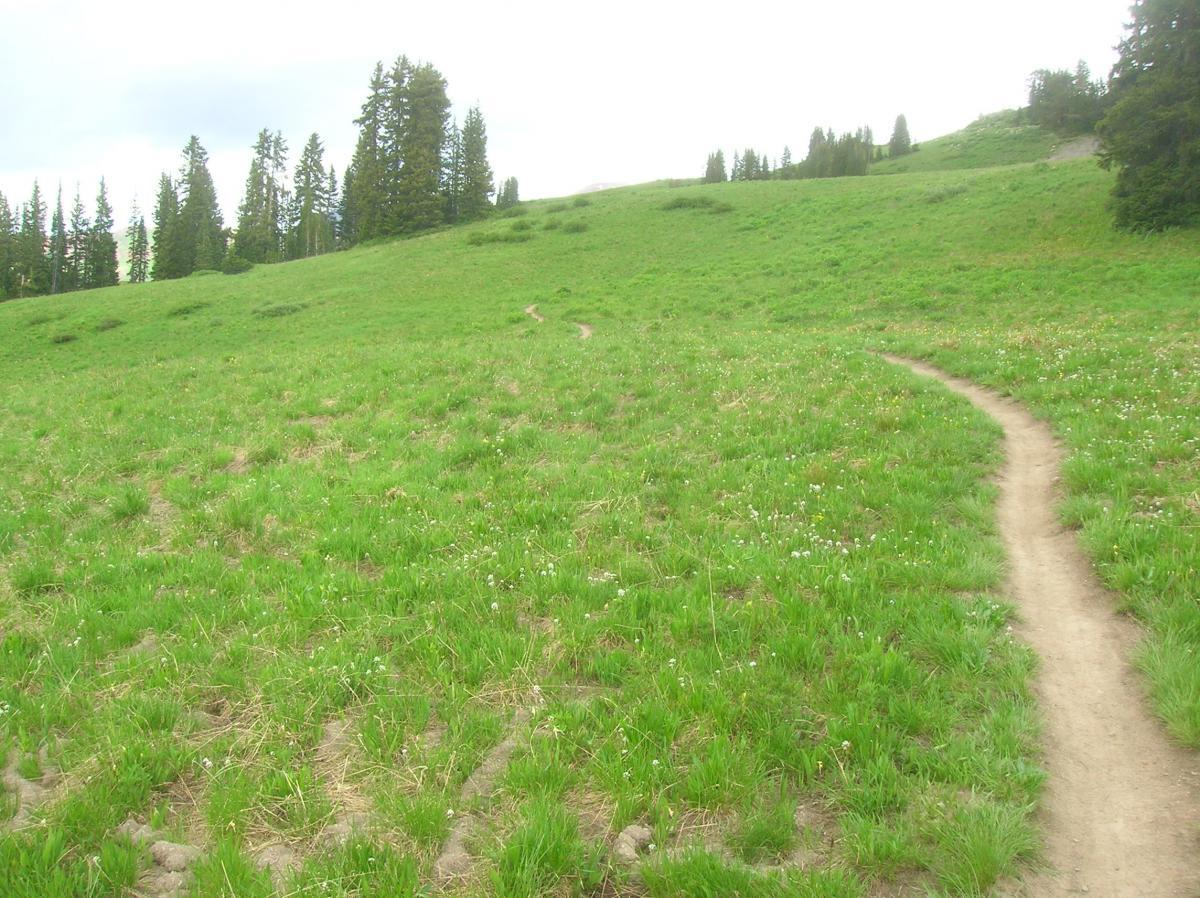 A scenic view of a grassy hillside with a winding dirt path leading through the lush green landscape, dotted with small white flowers. Tall evergreen trees line the background under a cloudy sky. Trail 401 mountain bike trail.