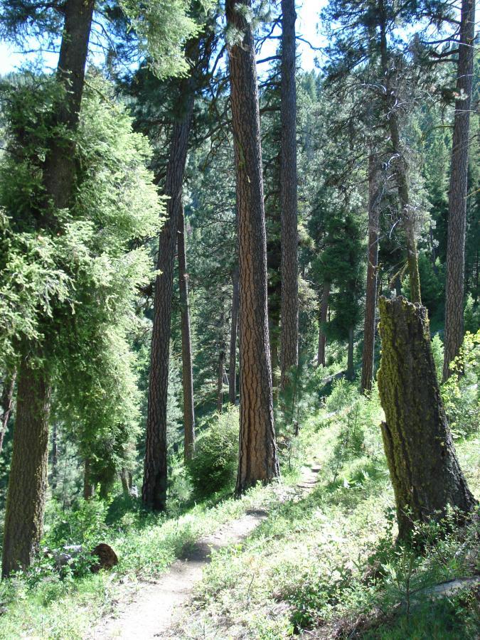 A serene forest scene featuring tall pine trees and lush greenery. A narrow dirt path winds through the trees, leading into the depths of the forest. Sunlight filters through the foliage, creating a bright and inviting atmosphere. Warm Springs Trail mountain bike trail.