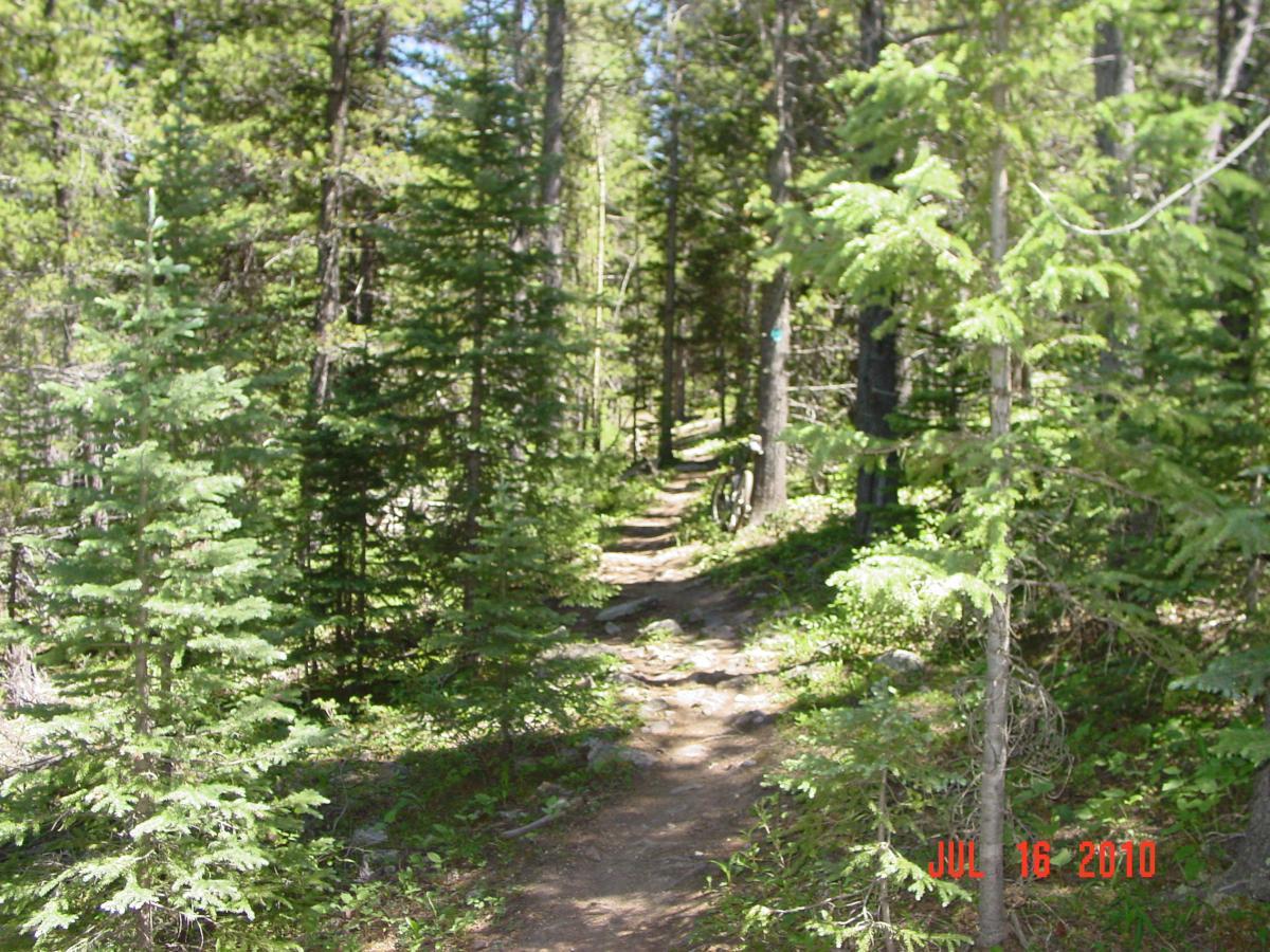 A dirt trail winding through a dense forest of evergreen trees, with sunlight filtering through the foliage. The path is surrounded by lush greenery, creating a serene and inviting atmosphere. The date "JUL 16 2010" is displayed in the bottom right corner. Gold Dust Trail mountain bike trail.