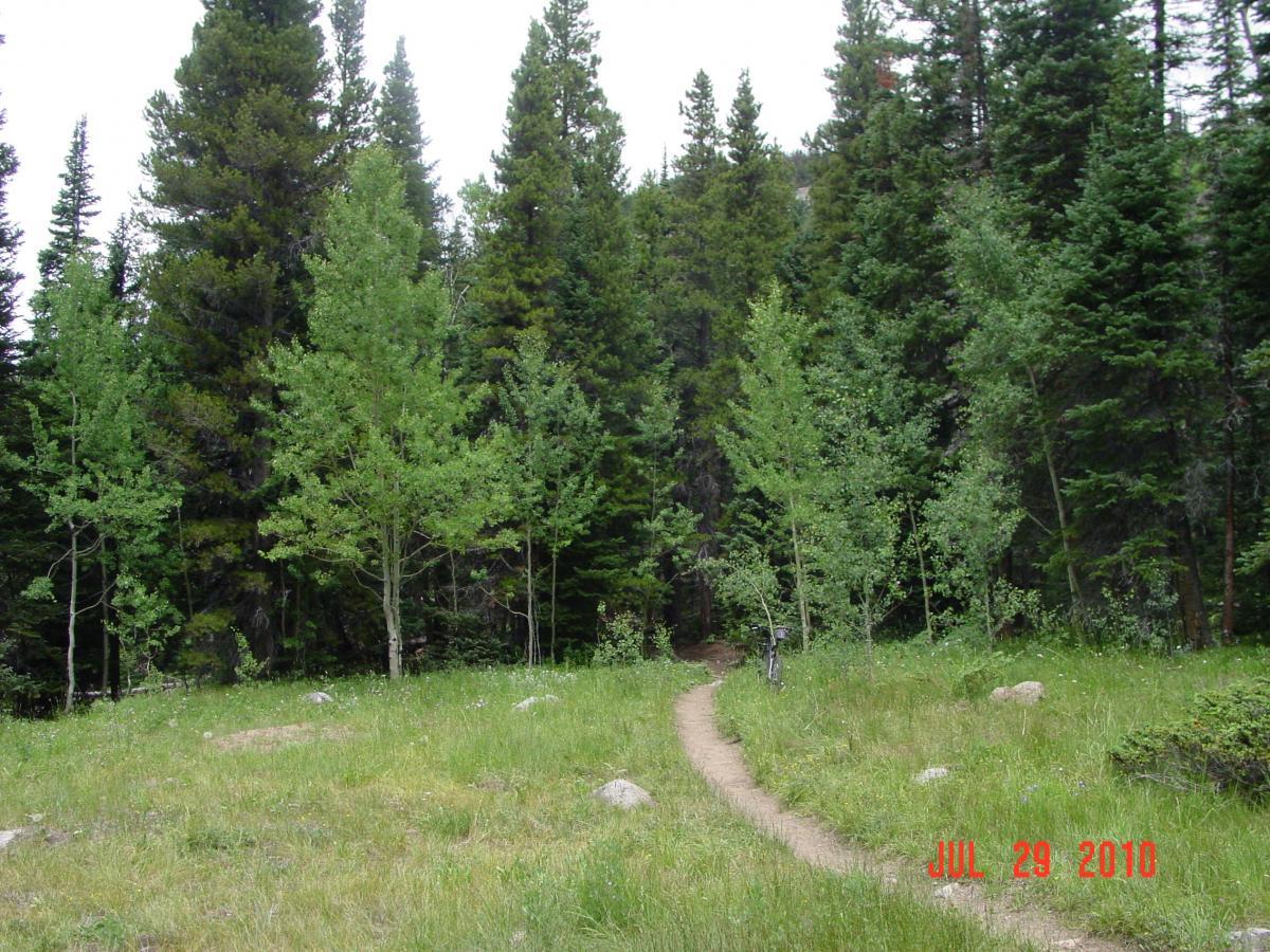 A winding dirt path leads through a lush green clearing surrounded by tall evergreen trees. The scene captures a tranquil forest setting with vibrant foliage and patches of grass. The date at the bottom reads July 29, 2010. Buchanan Pass mountain bike trail.