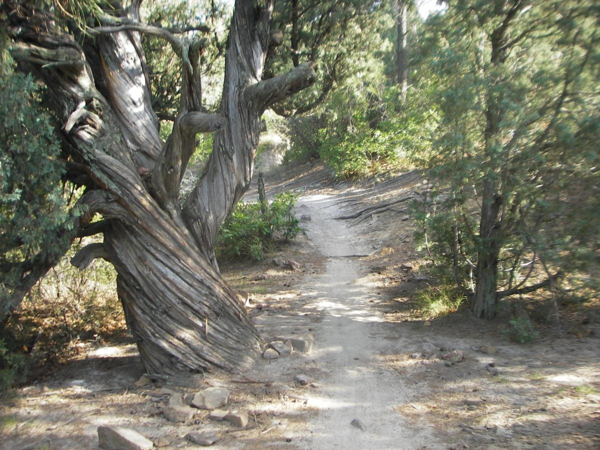A winding dirt path surrounded by tall trees, featuring a large, twisted tree on the left side of the image. The scene is lush with greenery, and soft sunlight filters through the leaves, creating a serene forest atmosphere. Ute Valley Park mountain bike trail.