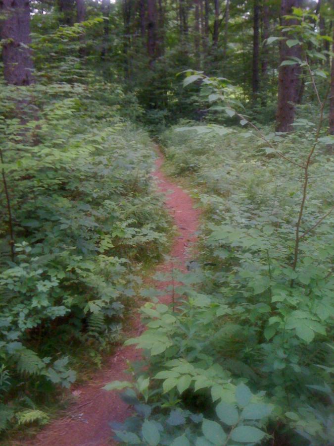 A narrow, winding trail through a dense forest surrounded by lush green foliage and tall trees. Irish Hill mountain bike trail.