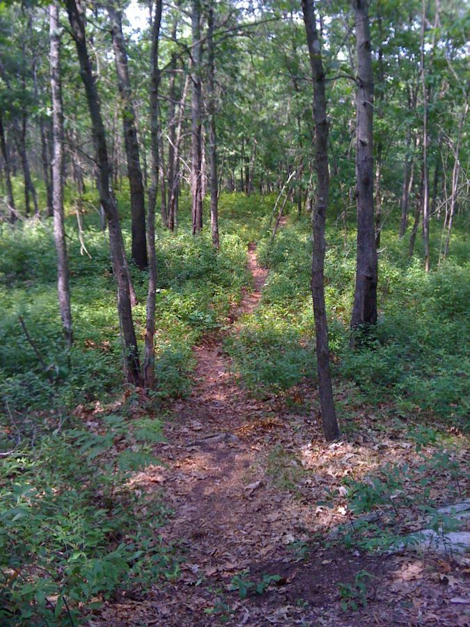 A narrow dirt path winding through a lush green forest, surrounded by tall trees and vibrant undergrowth, with some fallen leaves scattered along the ground. The sunlight filters through the canopy, creating a serene and inviting atmosphere. Ames Nowell mountain bike trail.