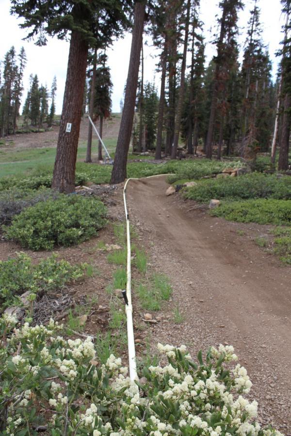 A dirt pathway winds through a forested area, flanked by green shrubs and white flowering plants. A white pipe runs along the ground, connecting trees and leading towards the horizon. Tall trees with brown trunks rise on either side of the path, creating a serene, natural setting. Northstar Bike Park mountain bike trail.