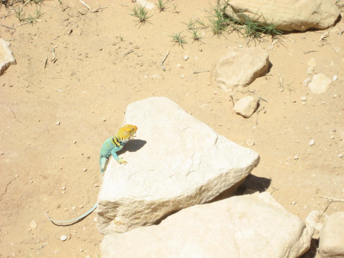 A colorful lizard with a yellow and blue-green body is perched on a large rock against a sandy background scattered with small stones and patches of grass. The sun is shining brightly, highlighting the lizard's vibrant colors. Mary's Loop / Horsethief Bench mountain bike trail.
