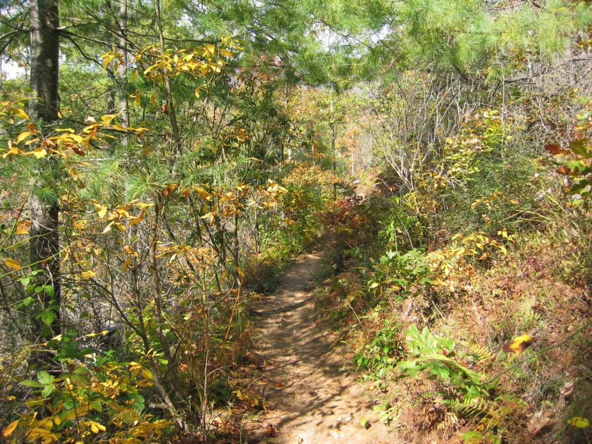A scenic hiking trail surrounded by vibrant autumn foliage, with a dirt path winding through trees and shrubs. The landscape features a mix of greens and yellows, indicating the changing seasons. Tsali Recreation Area mountain bike trail.