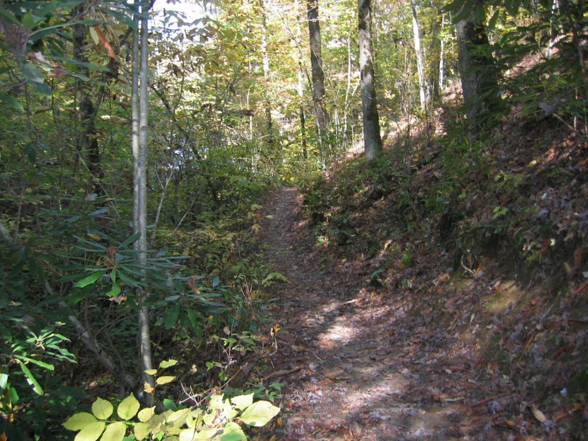 A serene dirt path winding through a wooded area, surrounded by tall trees with green and yellow leaves. The ground is covered with fallen leaves, and the scene conveys a peaceful, natural atmosphere typical of a forest trail. Tsali Recreation Area mountain bike trail.