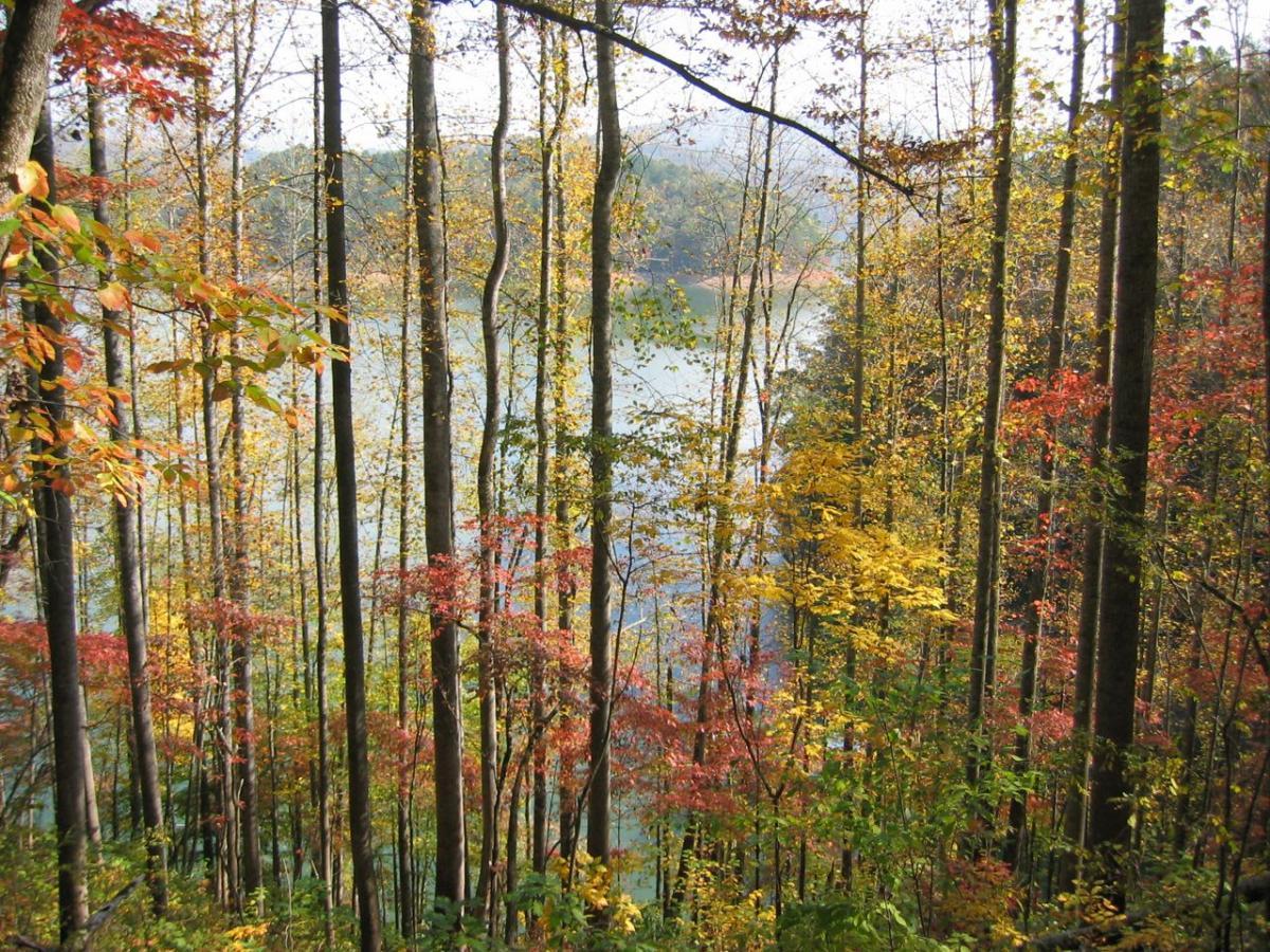 A serene view of a forest in autumn, showcasing a variety of trees with vibrant foliage in shades of red, yellow, and green. In the background, a calm body of water reflects the colorful leaves and surrounding landscape. Sunlight filters through the trees, adding warmth to the scene. Tsali Recreation Area mountain bike trail.