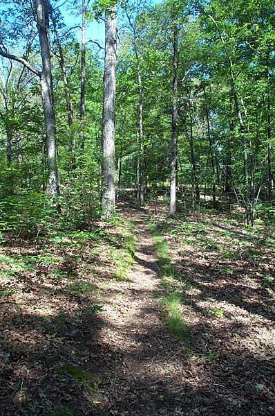 A winding dirt path through a lush green forest, bordered by tall trees and scattered leaves on the ground, with sunlight filtering through the foliage. Canal Loop mountain bike trail.