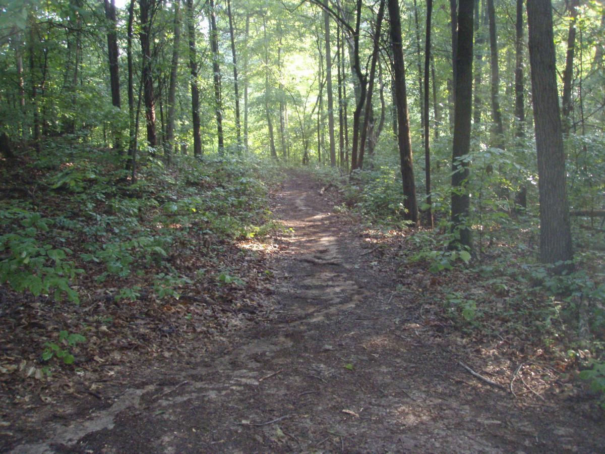 A winding dirt path through a sunlit forest, bordered by lush greenery and trees, creating a serene natural atmosphere. Rotary Park mountain bike trail.