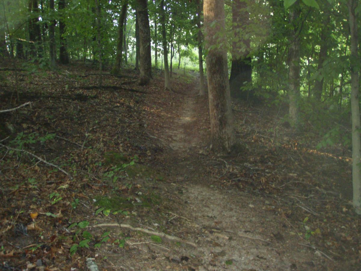 A narrow dirt path winding through a wooded area, surrounded by trees and scattered leaves on the ground. Natural light filters through the foliage, creating a serene atmosphere in the forest. Rotary Park mountain bike trail.