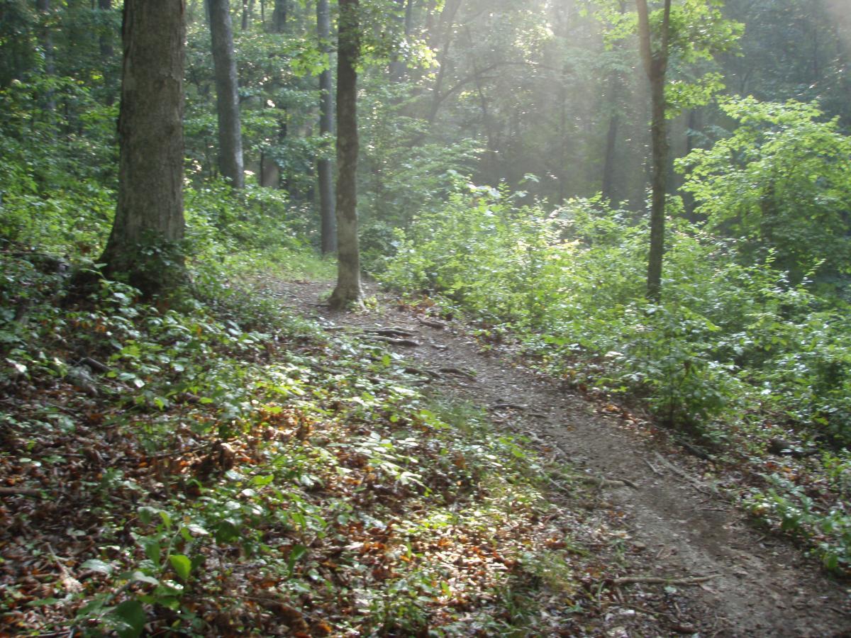 A serene dirt path winding through a lush forest, surrounded by tall trees and vibrant green underbrush. The scene is illuminated by soft sunlight filtering through the leaves, creating a peaceful and inviting atmosphere. Rotary Park mountain bike trail.