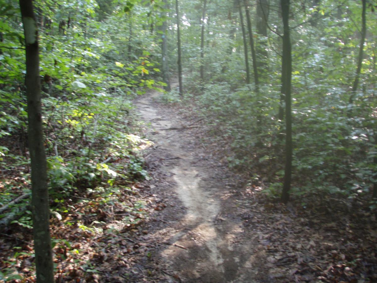 A narrow dirt path winding through lush green woodland, surrounded by dense trees and foliage, with soft sunlight filtering through the leaves. The ground is covered in fallen leaves and small plants, creating a serene natural atmosphere. Rotary Park mountain bike trail.