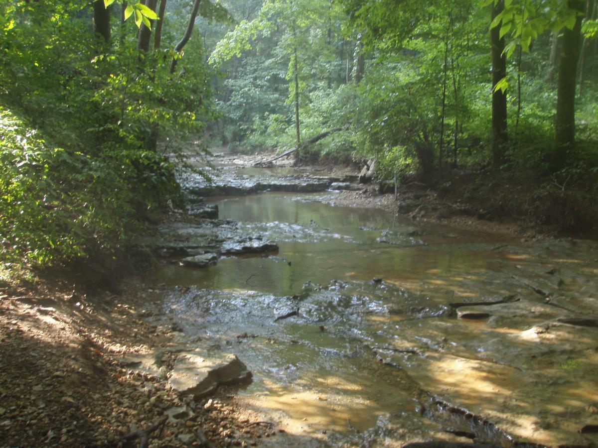 A serene river scene in a wooded area, featuring a shallow, rocky stream surrounded by vibrant green foliage. The sunlight filters through the trees, casting gentle reflections on the water's surface. Rotary Park mountain bike trail.