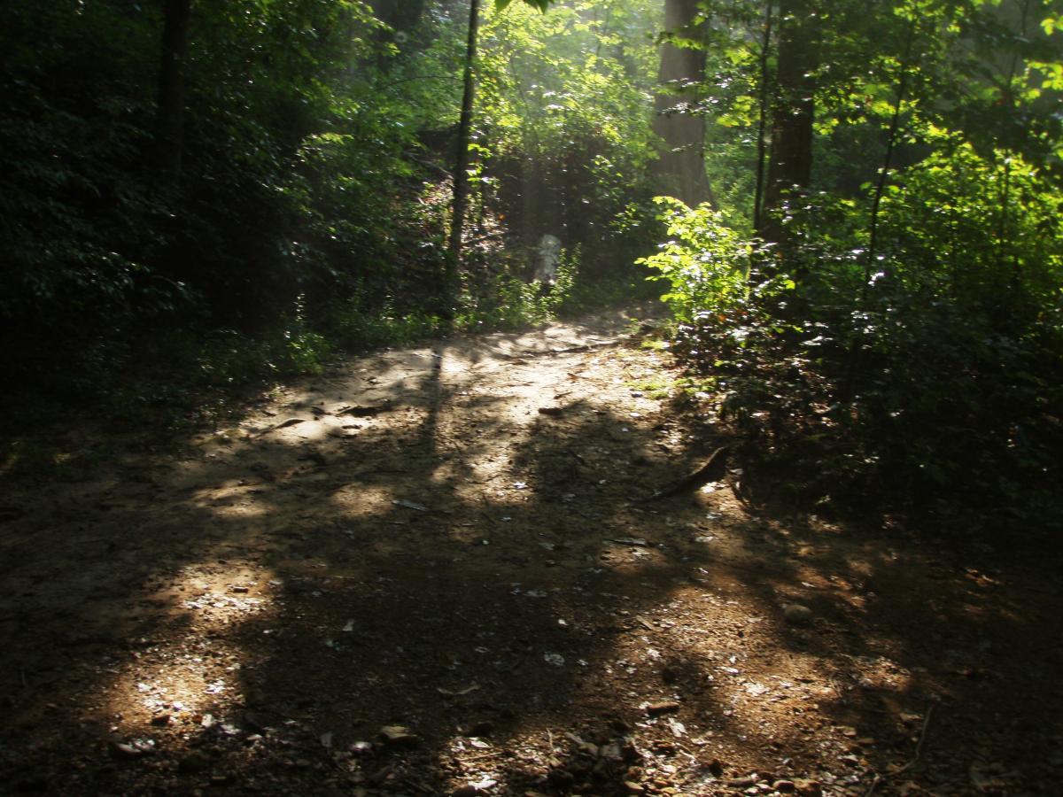 A sunlit forest path surrounded by lush greenery, with soft shadows cast on the ground from the trees. Rotary Park mountain bike trail.