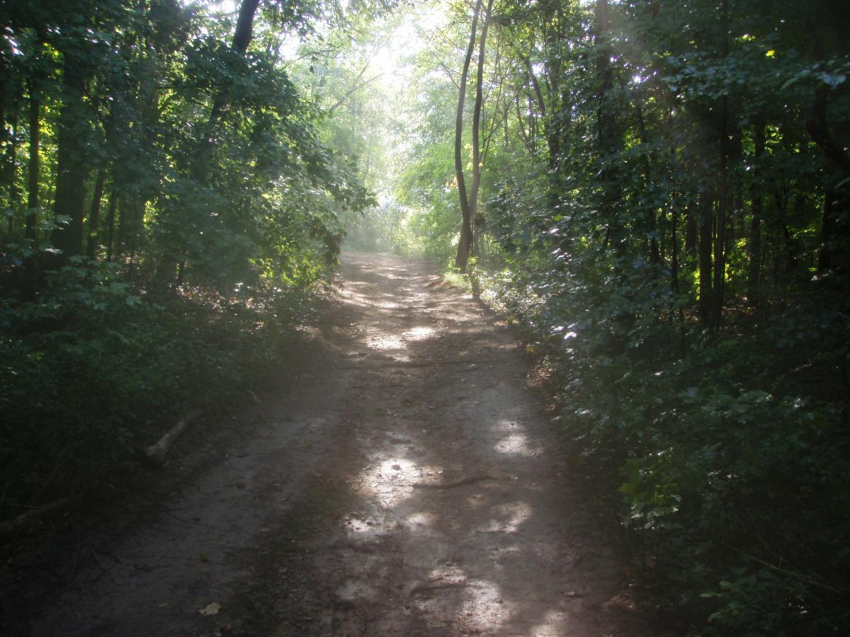 A sunlit dirt path winding through a lush, green forest, with trees lining both sides and gentle light filtering through the leaves. Rotary Park mountain bike trail.