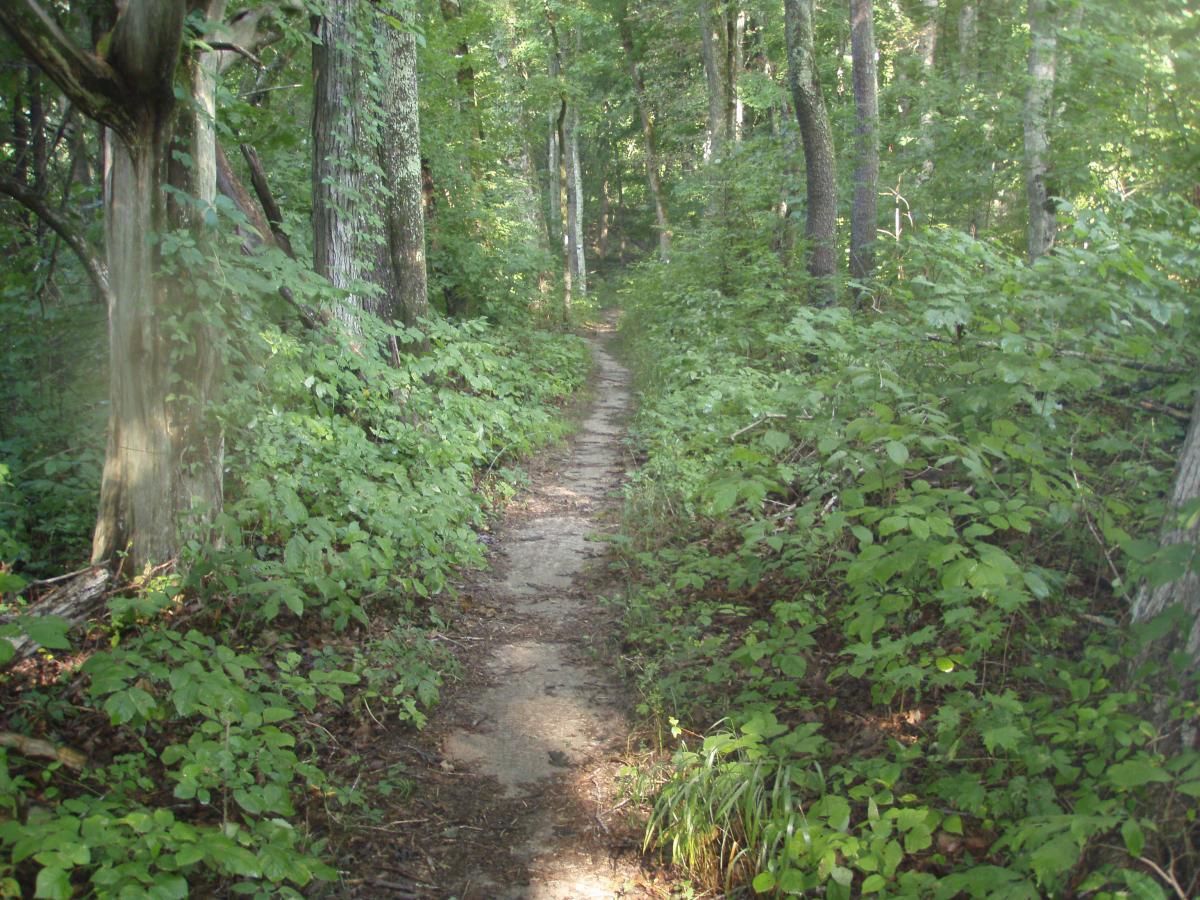 A narrow, winding dirt path through a lush, green forest, bordered by tall trees and dense undergrowth. Sunlight filters through the foliage, creating a serene and inviting atmosphere. Rotary Park mountain bike trail.