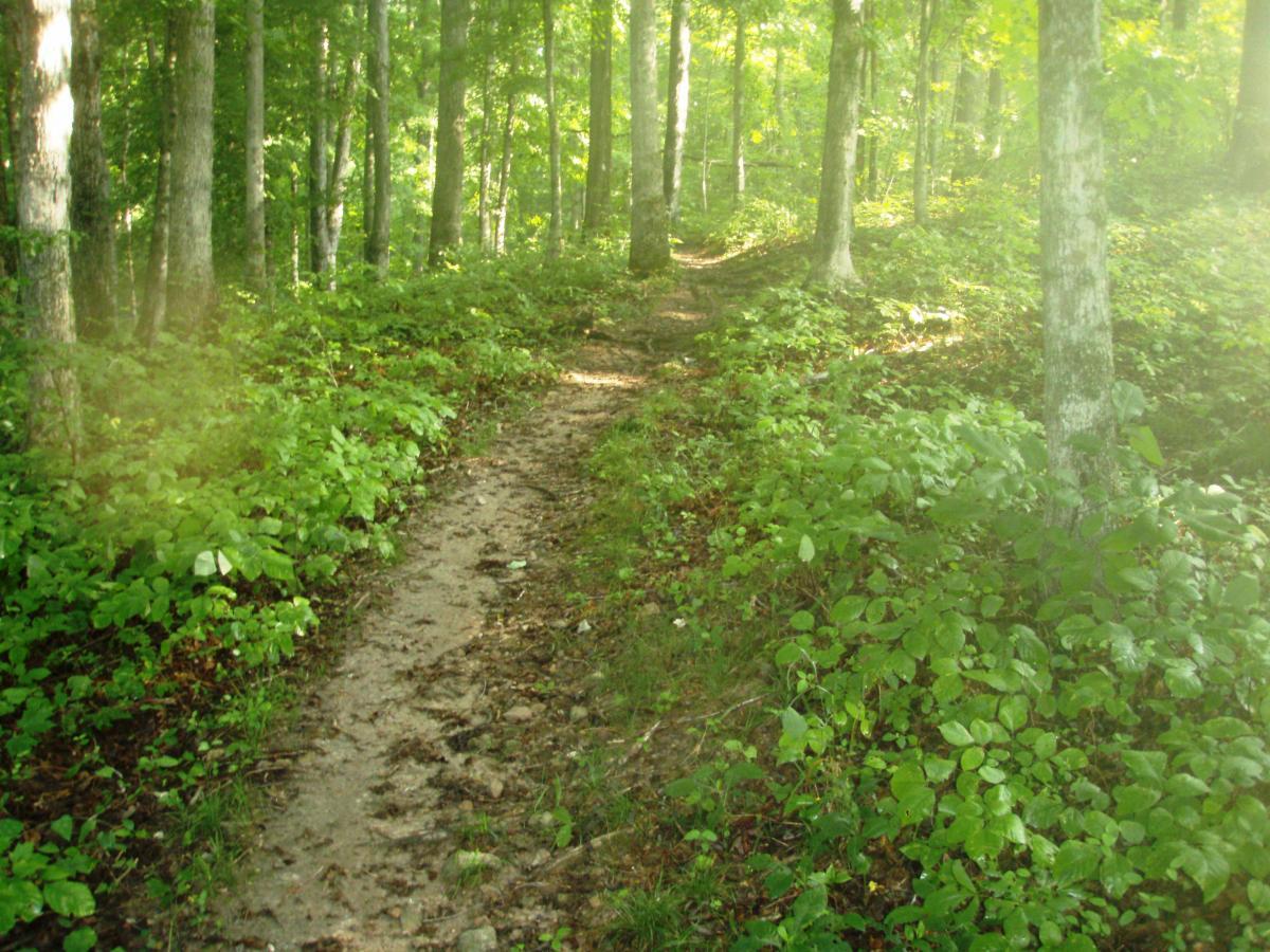 A winding dirt path through a lush green forest, surrounded by tall trees and dense underbrush, illuminated by soft sunlight filtering through the leaves. Rotary Park mountain bike trail.