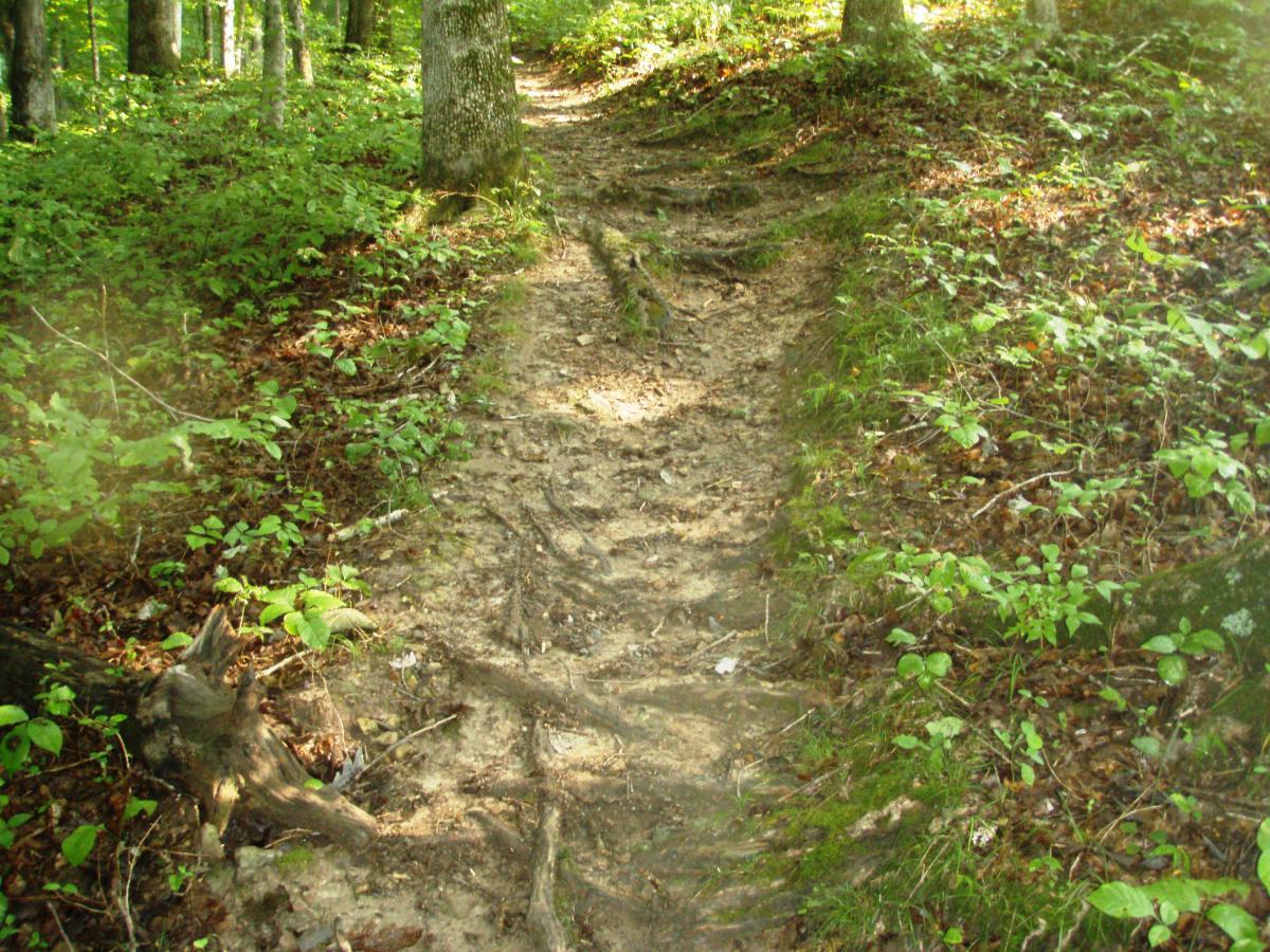 A narrow dirt path winding through a lush green forest, lined with trees and overgrown vegetation. The trail is partially covered with roots and leaves, indicating frequent use. Bright sunlight filters through the canopy above, illuminating the scene. Rotary Park mountain bike trail.